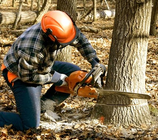 Tree Removal in Stockport, OH